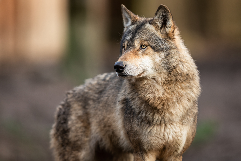 Ein Wolf mit dichtem, grau-braunem Fell steht wachsam im Wald und blickt aufmerksam zur Seite.