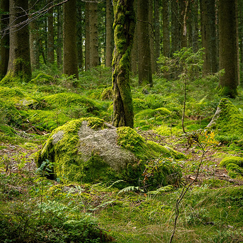 Ein moosbewachsener Felsen im Wald