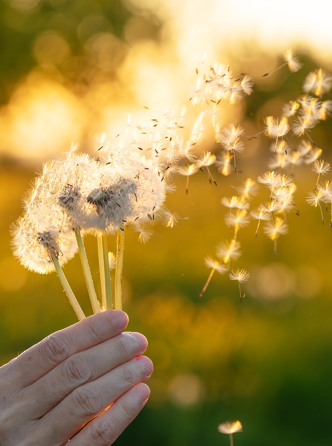 Hand hält mehrere Pusteblumen im warmen Abendlicht, während zahlreiche feine Samen durch die Luft schweben und vor golden verschwommenem Hintergrund eine leichte, sommerliche Stimmung erzeugen.