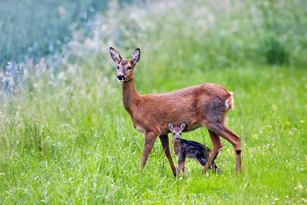 Ein Reh steht aufmerksam auf einer grünen Wiese, während ein kleines Kitz dicht an seiner Seite Schutz sucht.