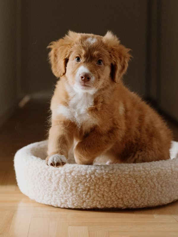 Ein süßer kleiner Hund in einem kuscheligen runden Haustierbett aus Merinowolle.