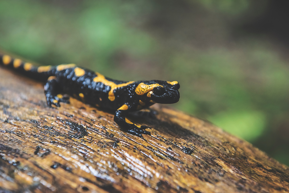 Ein schwarz-gelber Feuersalamander kriecht über einen nassen, moosigen Baumstamm im Wald.
