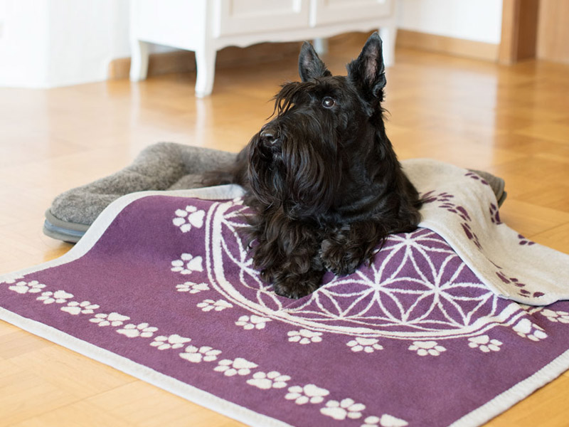Ein schwarzer Hund liegt in seinem Körbchen auf einer violetten Haustierdecke, bedruckt mit Pfotenabdrücken und der Blume des Lebens