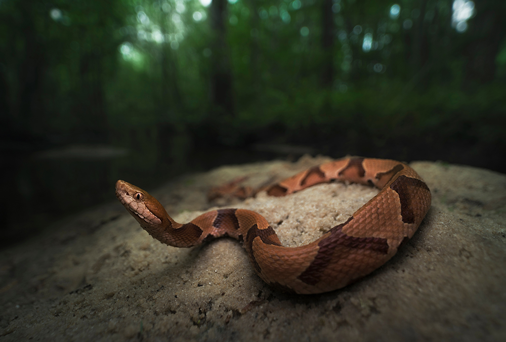 Eine rotbraune Schlange mit dunklem Zickzackmuster liegt auf sandigem Boden in einem schattigen, grünen Wald.