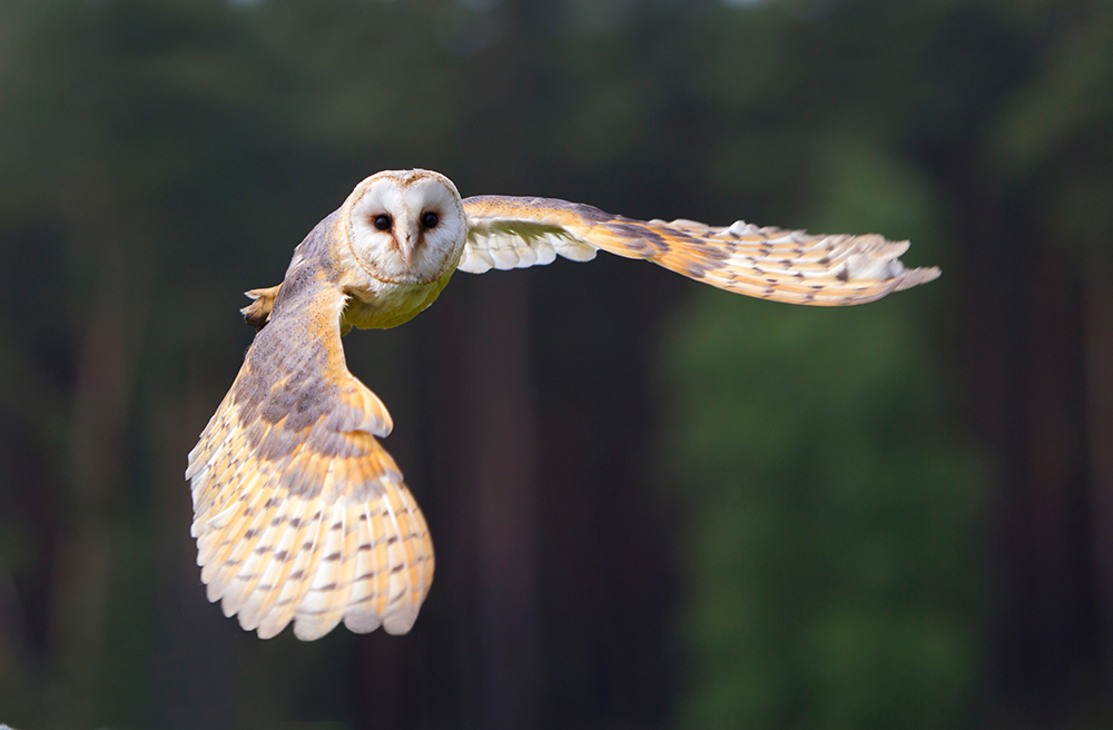 Eine Schleiereule mit ausgebreiteten Flügeln fliegt lautlos durch die Luft vor einem dunklen Waldhintergrund.
