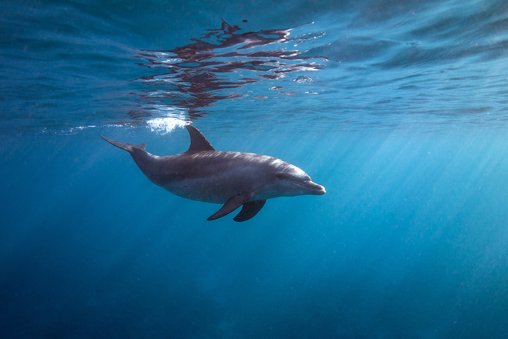 Ein Delfin schwimmt elegant knapp unter der Wasseroberfläche im klaren, sonnenbeschienenen Ozean.