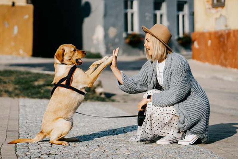 Eine Frau geht in die Hocke und streckt eine Hand ihrem Hund entgegen, der seine Vorderpfoten darauf legt.