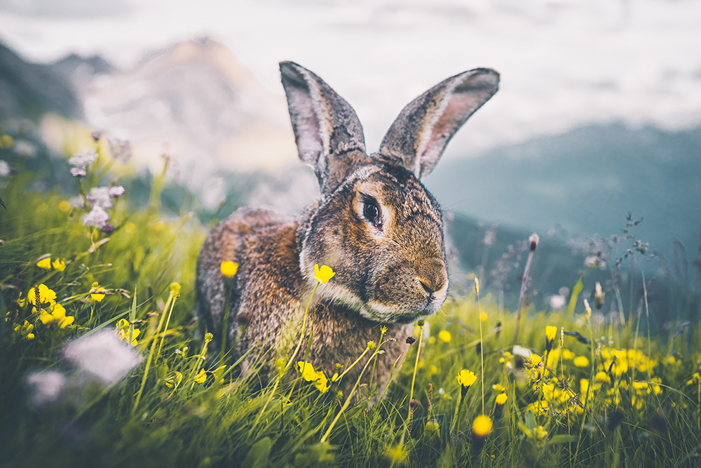 Ein brauner Hase sitzt zwischen gelben und violetten Wildblumen auf einer Almwiese mit verschwommenen Bergen im Hintergrund.