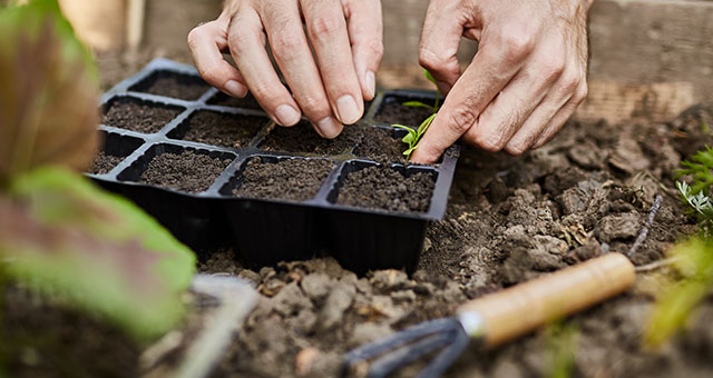  Setzlinge werden in eine Anzuchtschale gepflanzt, Gartenwerkzeug liegt bereit.