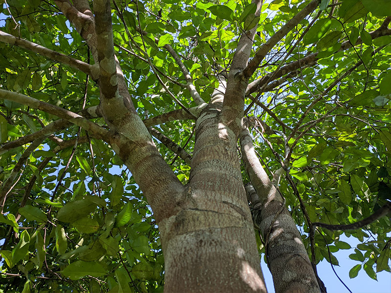 Adlerholzbaum