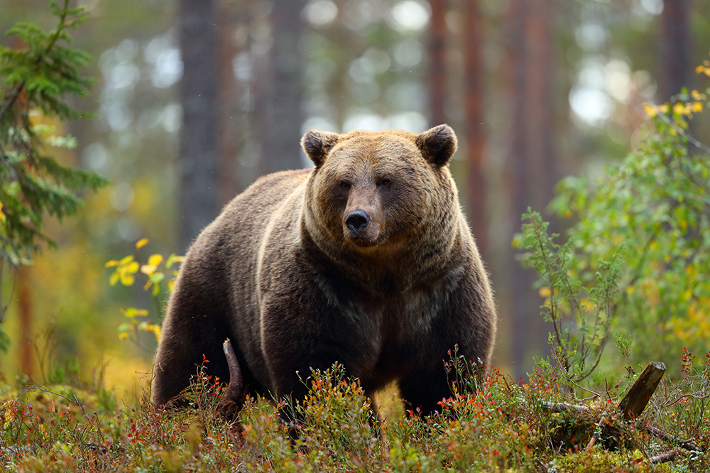 Ein großer Braunbär steht im herbstlich gefärbten Wald und blickt aufmerksam in Richtung Kamera.